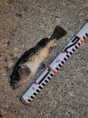 ソイの釣果