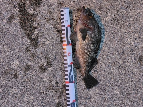 ガヤの釣果