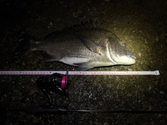 チヌの釣果