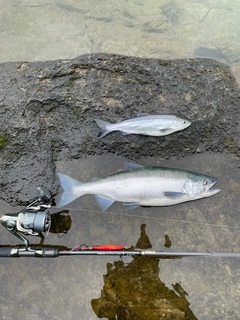 ヒメマスの釣果