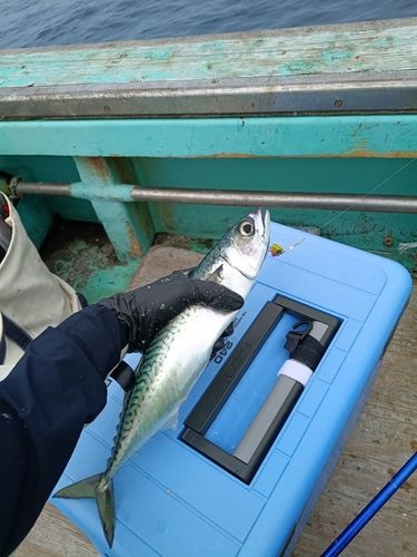 マサバの釣果