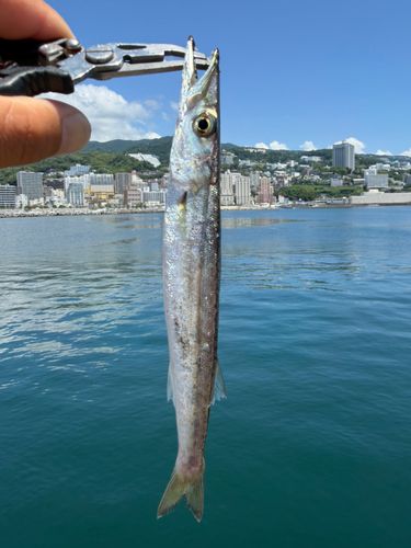 カマスの釣果