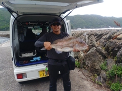 マダイの釣果