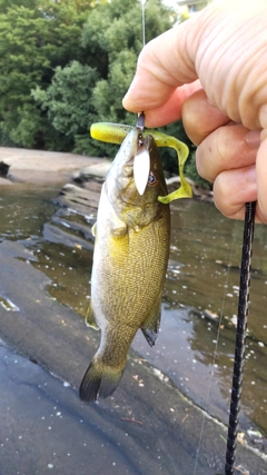 スモールマウスバスの釣果