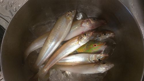キスの釣果