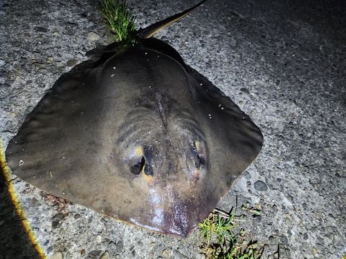 アカエイの釣果