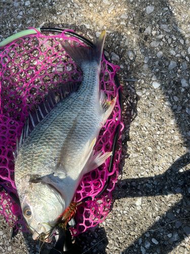 キビレの釣果