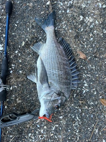 キビレの釣果