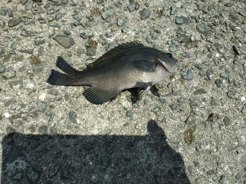 スズメダイの釣果