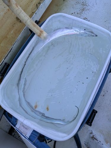 タチウオの釣果