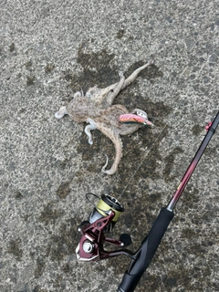 イイダコの釣果