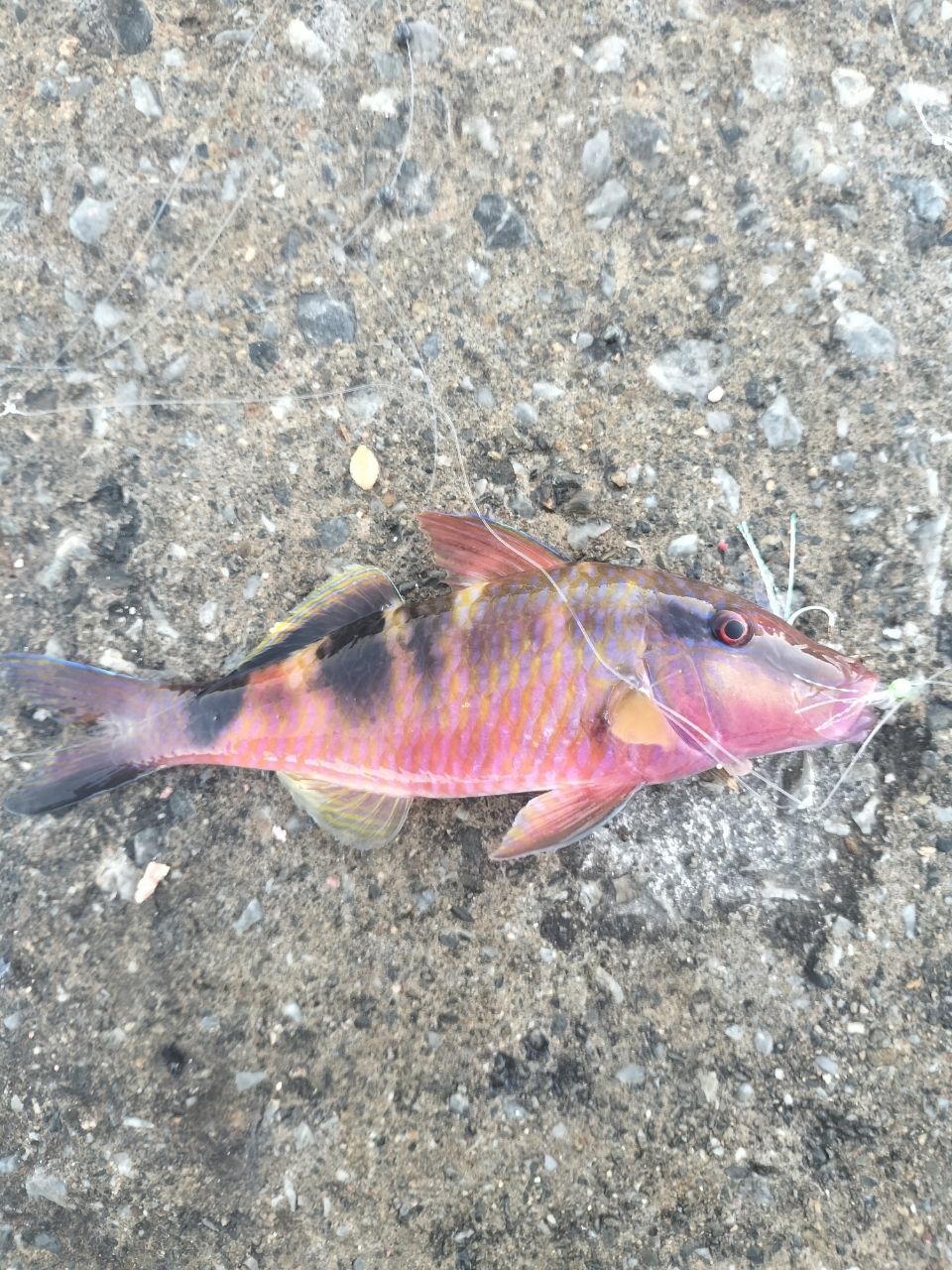 オジサンの釣果写真
