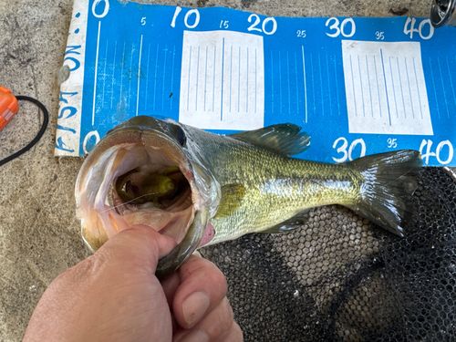 ラージマウスバスの釣果