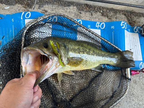 ラージマウスバスの釣果