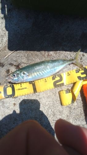 マルアジの釣果