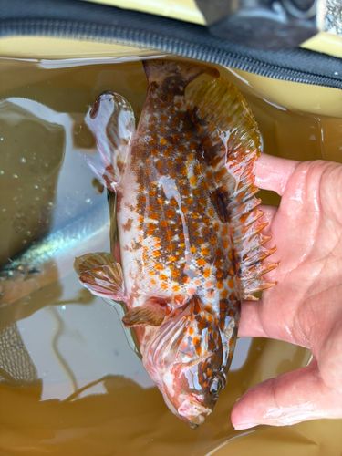 キジハタの釣果