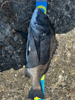 チヌの釣果
