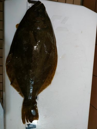 ヒラメの釣果