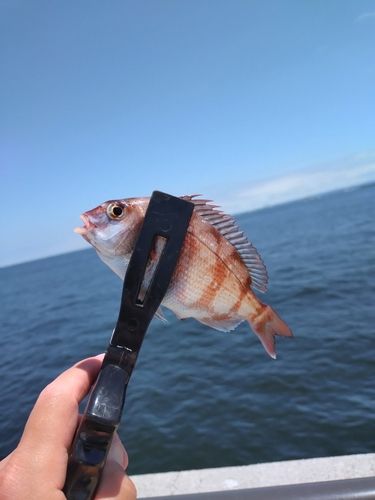 チャリコの釣果