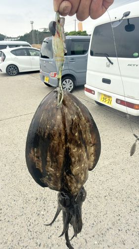 モンゴウイカの釣果
