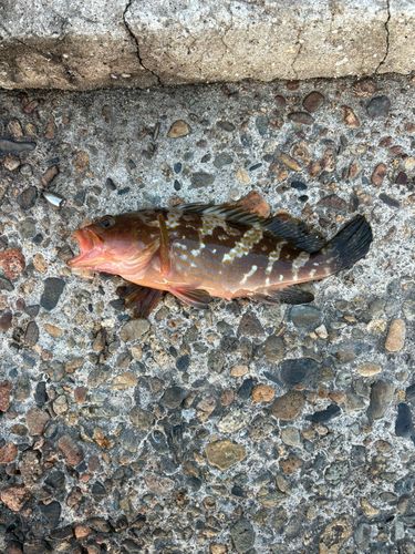 アコウの釣果