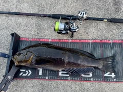 アイナメの釣果