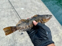 アイナメの釣果