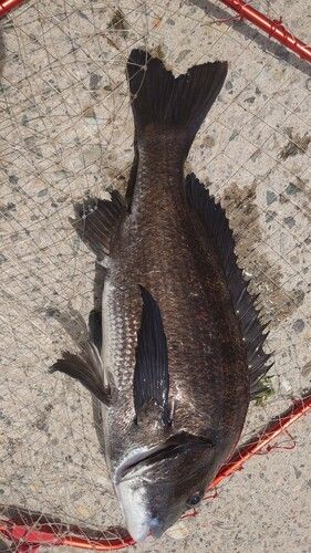 クロダイの釣果