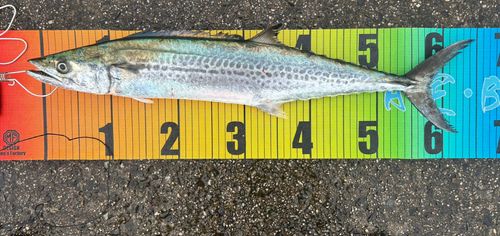 サゴシの釣果