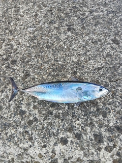 ソウダガツオの釣果