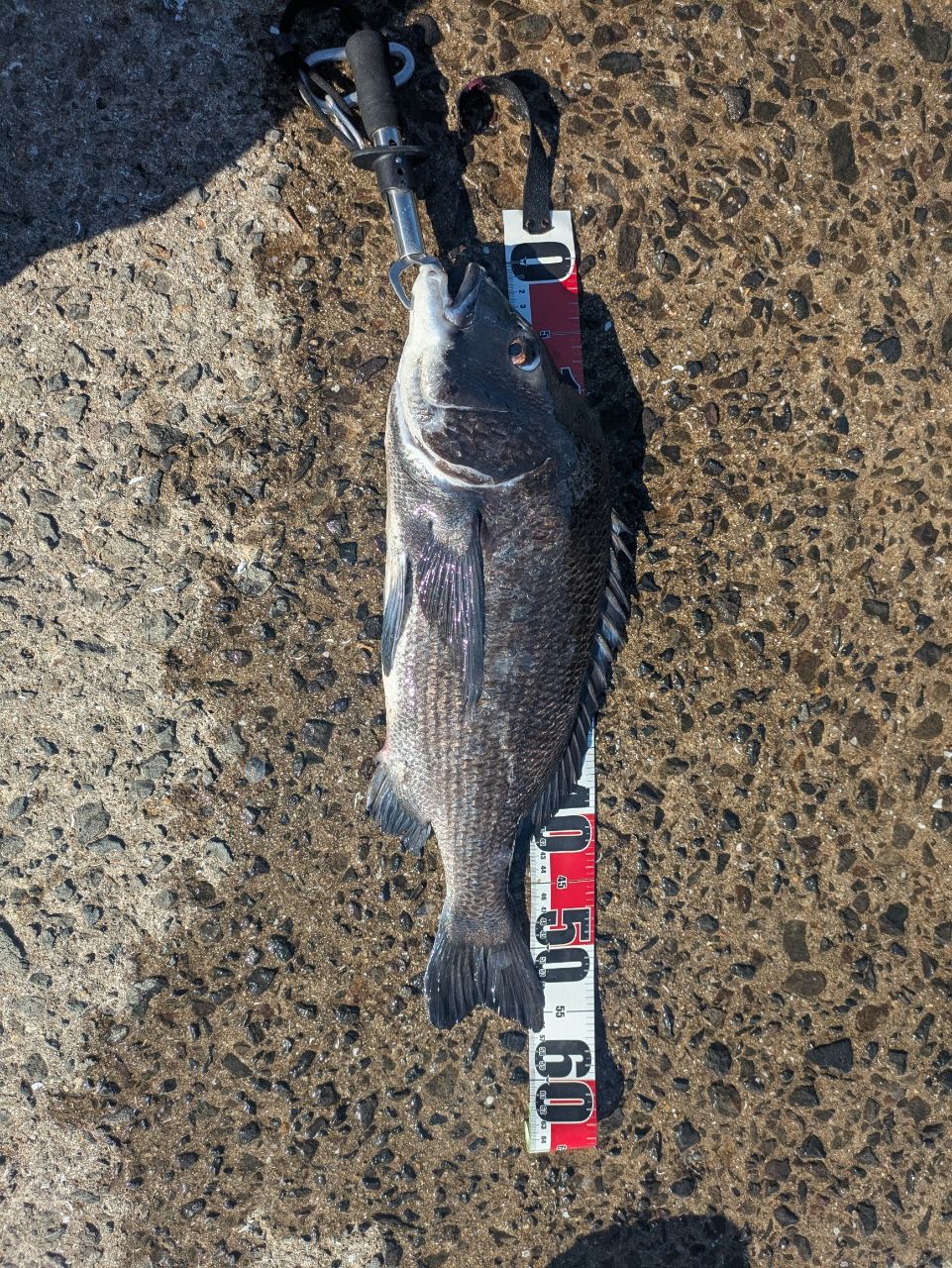 チヌの釣果写真