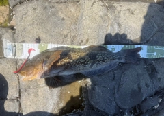 アイナメの釣果