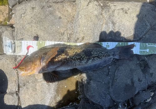 アングラーズ[ANGLERS] - 釣果や口コミで探せる魚釣り情報サイト