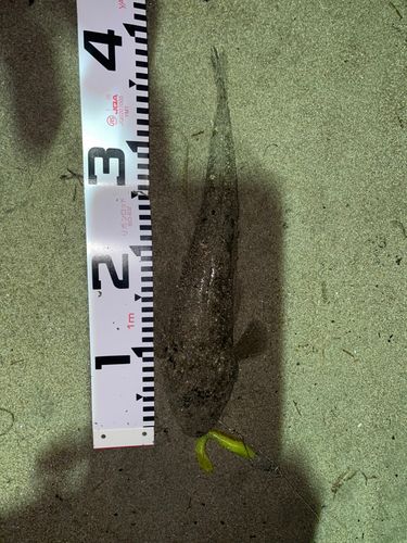 コチの釣果