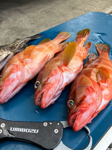 アカハタの釣果