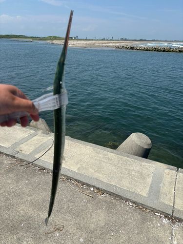 ダツの釣果