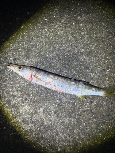 アカカマスの釣果