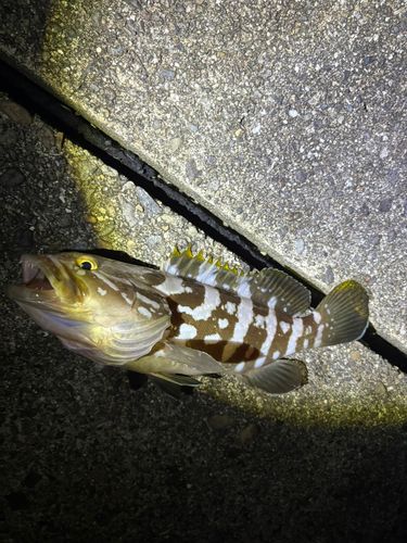 クエの釣果