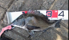 チヌの釣果
