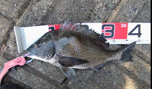 チヌの釣果