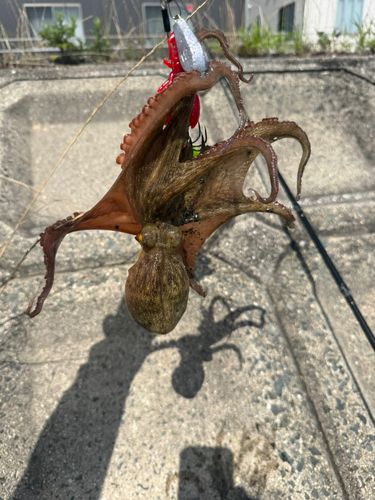 マダコの釣果