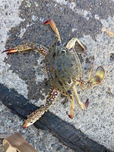 カニの釣果