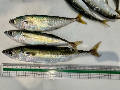 サバの釣果
