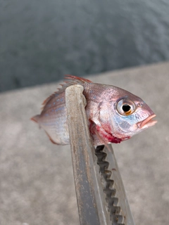 タイの釣果
