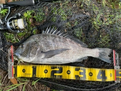 チヌの釣果