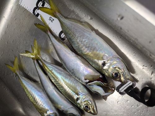 アジの釣果