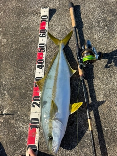 ヒラマサの釣果