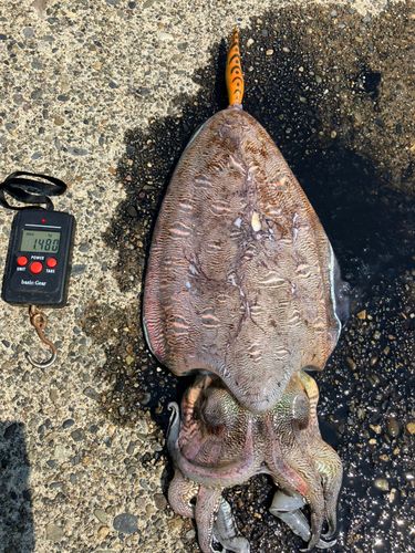 コウイカの釣果