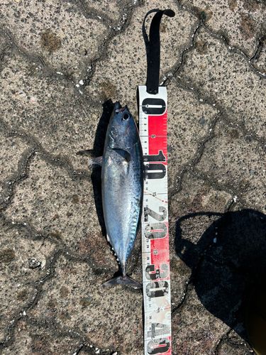 カツオの釣果