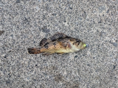 ソイの釣果